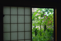 緑と朝顔の彩りが美しい和室の窓。ガラス交換以外は昔のままの雰囲気。